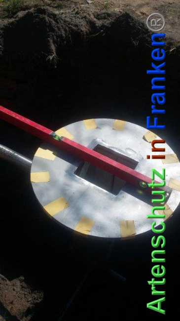 © Artenschutz in Franken® / Schmidt Bild zum Eintrag (1023622-160)