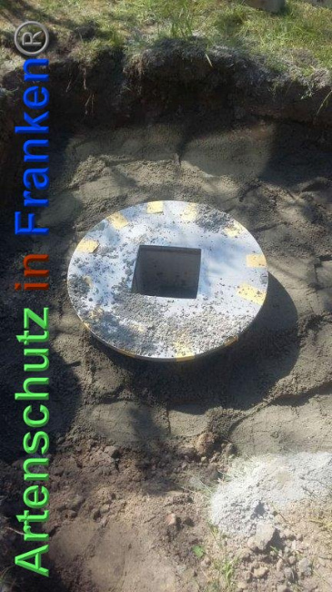 © Artenschutz in Franken® / Schmidt Bild zum Eintrag (1023624-160)
