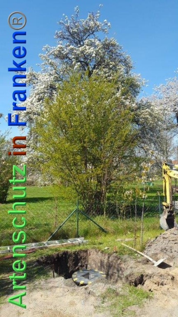 © Artenschutz in Franken® / Schmidt Bild zum Eintrag (1023625-160)
