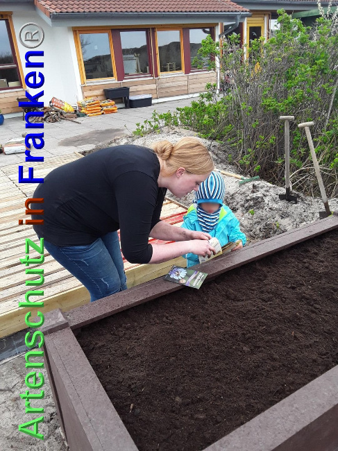 © Artenschutz in Franken® / Kindergarten Sylt - Hörnum Bild zum Eintrag (1023688-160)