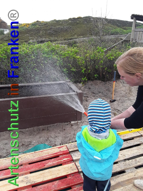 © Artenschutz in Franken® / Kindergarten Sylt - Hörnum Bild zum Eintrag (1023696-160)