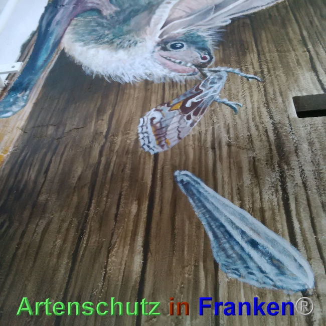 © Artenschutz in Franken® Bild zum Eintrag (1023708-160)