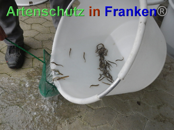 Bild zum Eintrag (102375-160)