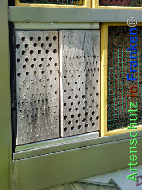 © Artenschutz in Franken® Bild zum Eintrag (1023753-160)