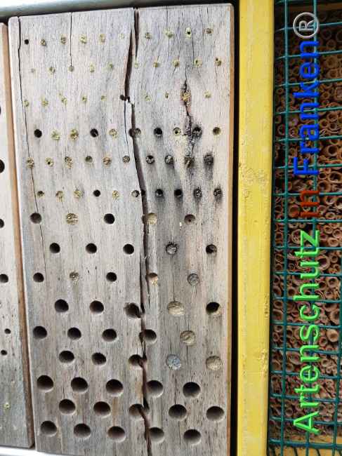 © Artenschutz in Franken® Bild zum Eintrag (1023754-160)