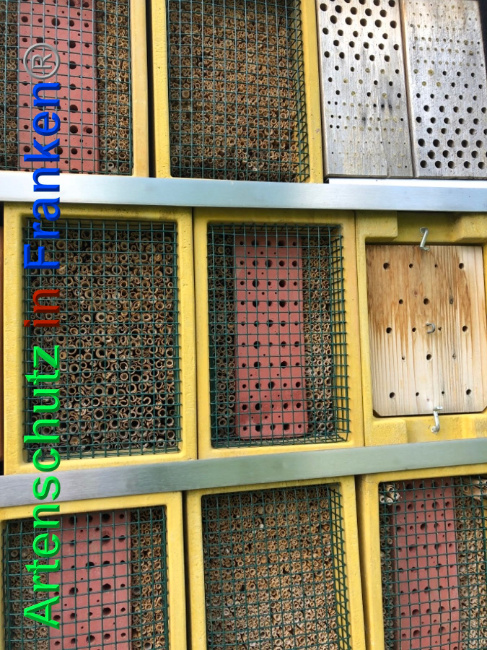 © Artenschutz in Franken® Bild zum Eintrag (1023755-160)
