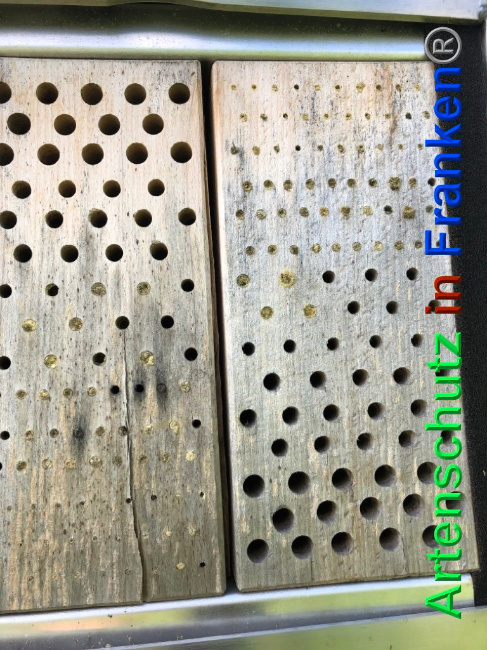 © Artenschutz in Franken® Bild zum Eintrag (1023756-160)