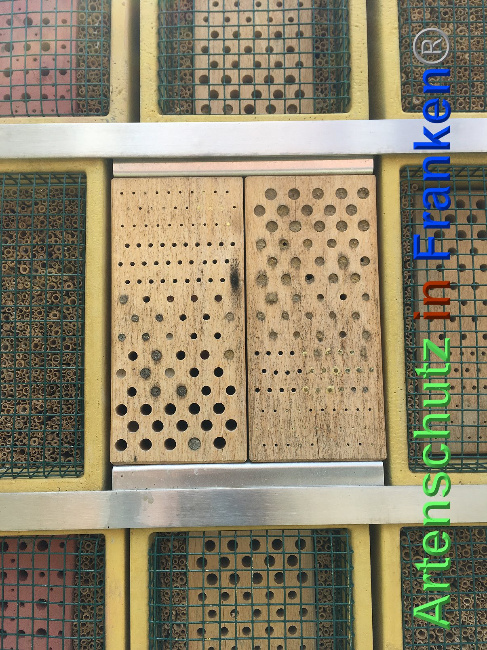 © Artenschutz in Franken® Bild zum Eintrag (1023760-160)