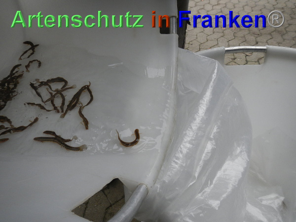 Bild zum Eintrag (102381-160)