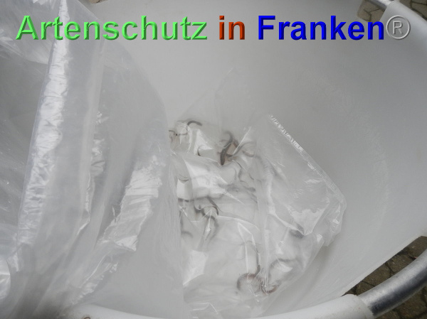 Bild zum Eintrag (102382-160)