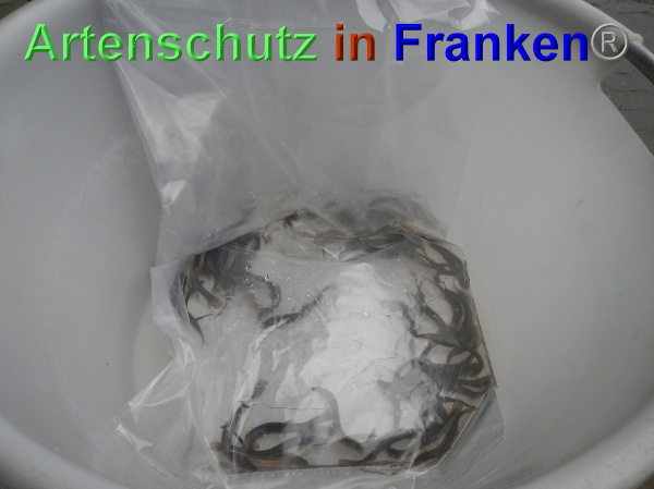 Bild zum Eintrag (102383-160)