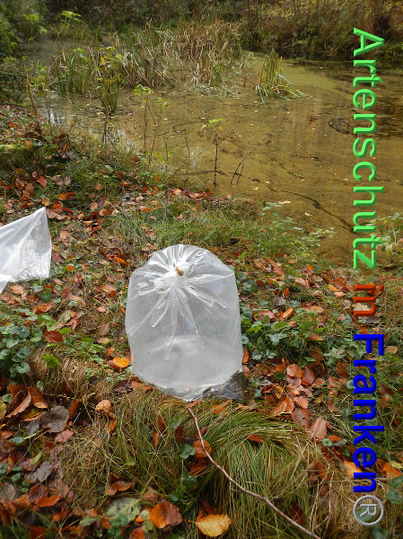 Bild zum Eintrag (102385-160)