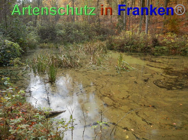 Bild zum Eintrag (102387-160)