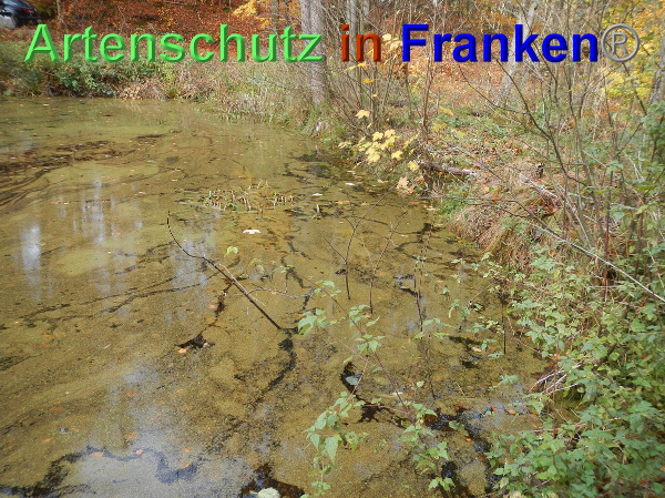 Bild zum Eintrag (102388-160)