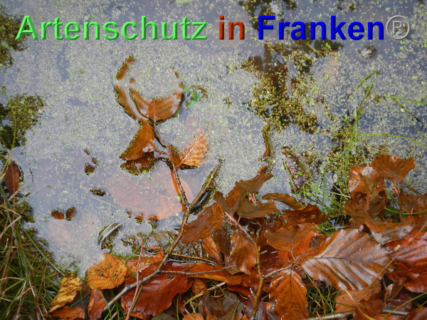 Bild zum Eintrag (102389-160)