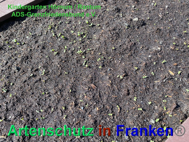 © Artenschutz in Franken® / Kindergarten Sylt - Hörnum Bild zum Eintrag (1023897-160)