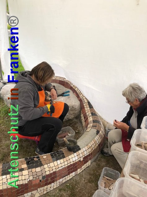 © Artenschutz in Franken® / Krautwurst Bild zum Eintrag (1023931-160)
