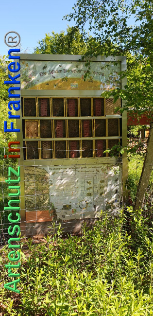 © Artenschutz in Franken® Bild zum Eintrag (1023979-160)