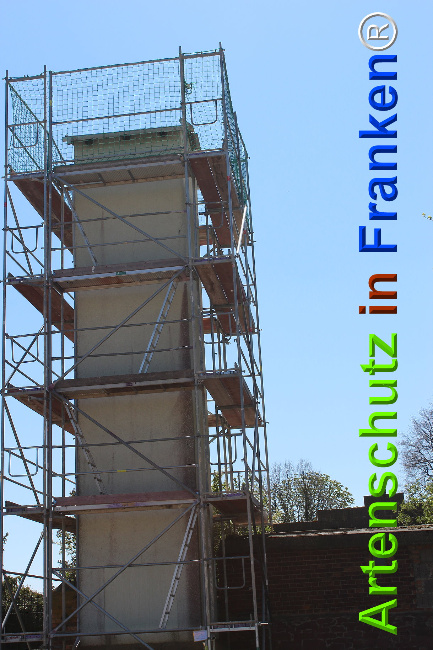 © Artenschutz in Franken® Bild zum Eintrag (1023999-160)