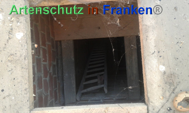 © Artenschutz in Franken® Bild zum Eintrag (1024001-160)