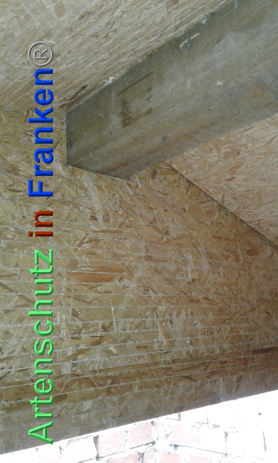 © Artenschutz in Franken® Bild zum Eintrag (1024003-160)
