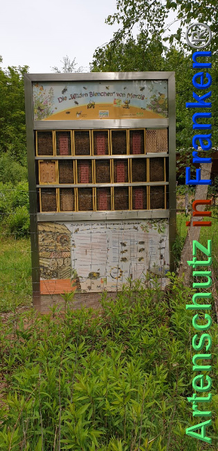 © Artenschutz in Franken® / Komes Bild zum Eintrag (1024127-160)