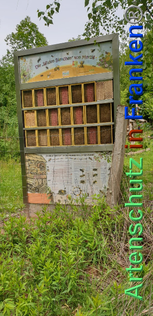 © Artenschutz in Franken® / Komes Bild zum Eintrag (1024130-160)