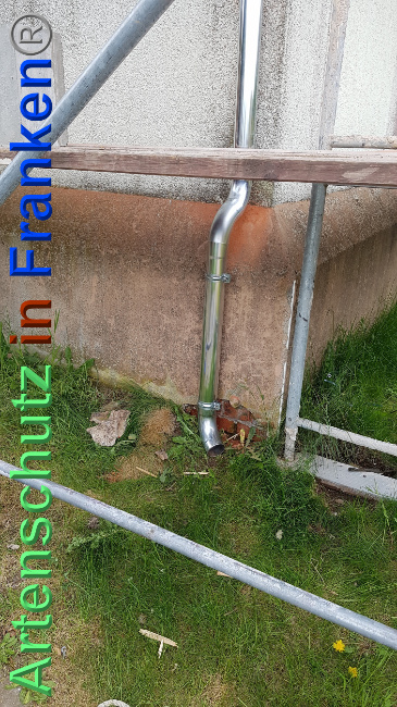 © Artenschutz in Franken® / Majchrzak Bild zum Eintrag (1024136-160)