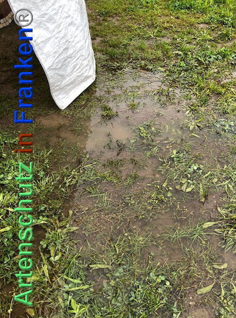 © Artenschutz in Franken® / Krautwurst Bild zum Eintrag (1024295-160)