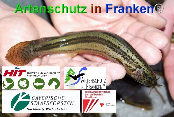 Copyright AiF / Collage - Dr. Silkenat Bild zum Eintrag (102432-160)