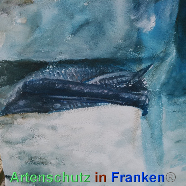 © Artenschutz in Franken® Bild zum Eintrag (1024384-160)