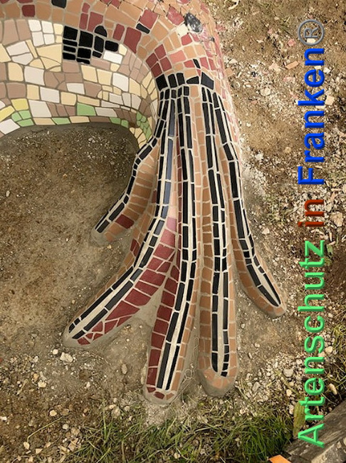 © Artenschutz in Franken® / Krautwurst Bild zum Eintrag (1024406-160)