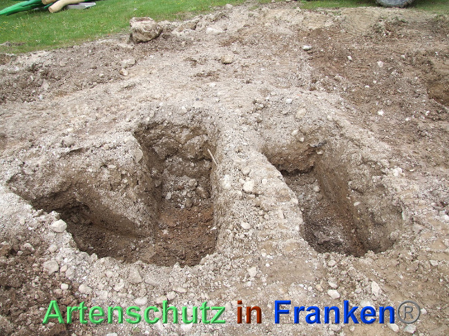 © Artenschutz in Franken® / Mehrtens Bild zum Eintrag (1024439-160)