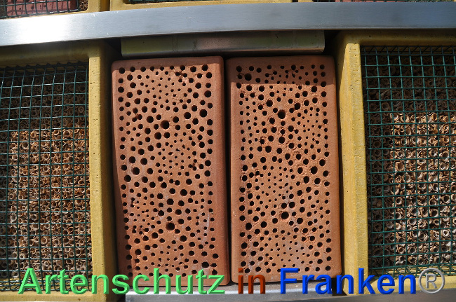 © Artenschutz in Franken® / Weishäupl Bild zum Eintrag (1024472-160)