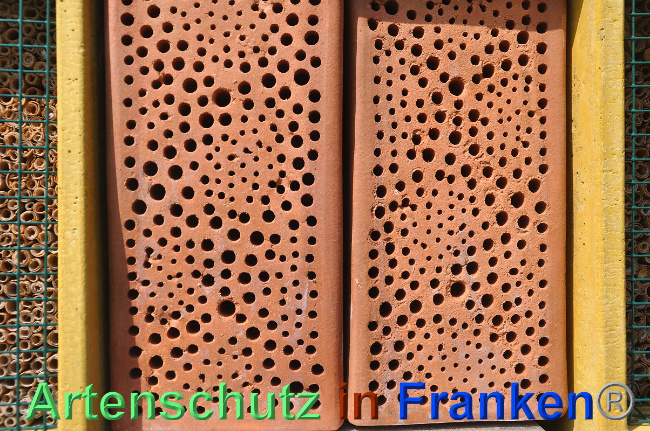 © Artenschutz in Franken® / Weishäupl Bild zum Eintrag (1024474-160)