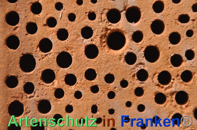 © Artenschutz in Franken® / Weishäupl Bild zum Eintrag (1024475-160)