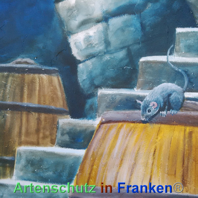 © Artenschutz in Franken® Bild zum Eintrag (1024480-160)