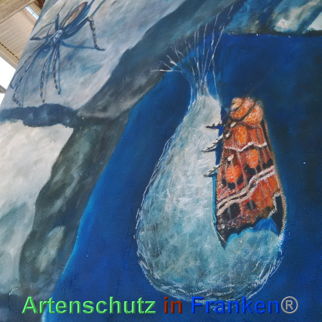 © Artenschutz in Franken® Bild zum Eintrag (1024481-160)