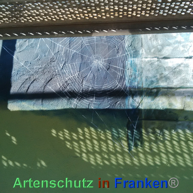 © Artenschutz in Franken® Bild zum Eintrag (1024482-160)