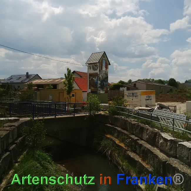 © Artenschutz in Franken® Bild zum Eintrag (1024721-160)