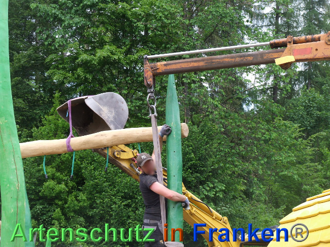© Artenschutz in Franken® / Mehrtens Bild zum Eintrag (1024765-160)
