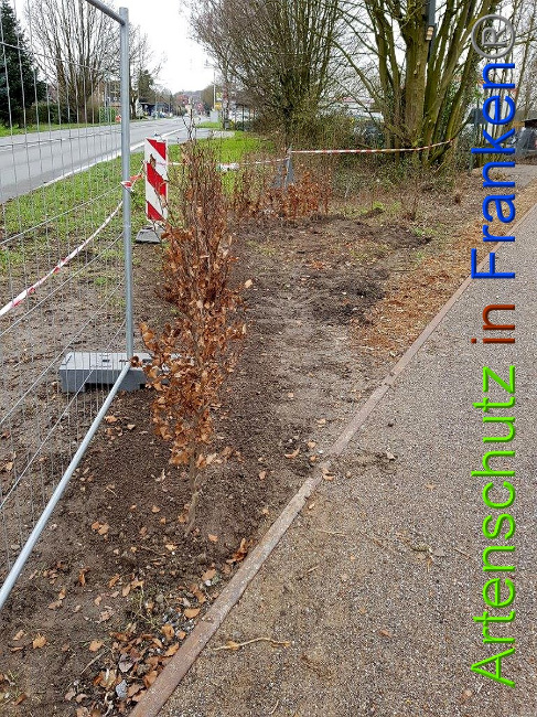 © Artenschutz in Franken® Bild zum Eintrag (1024865-160)