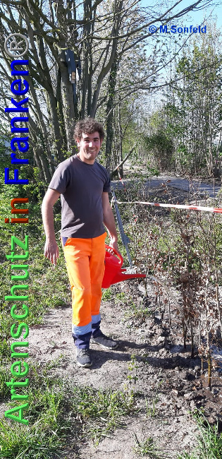 © Artenschutz in Franken® / M.Sonfeld Bild zum Eintrag (1024875-160)