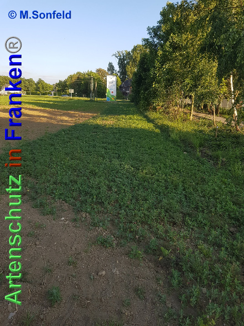 © Artenschutz in Franken® / M.Sonfeld Bild zum Eintrag (1024876-160)