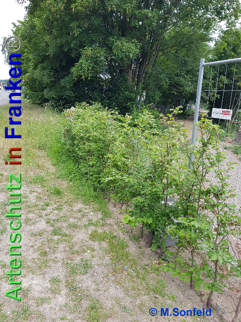 © Artenschutz in Franken® / M.Sonfeld Bild zum Eintrag (1024877-160)