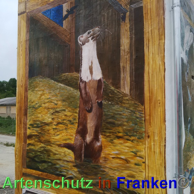 © Artenschutz in Franken® Bild zum Eintrag (1024911-160)