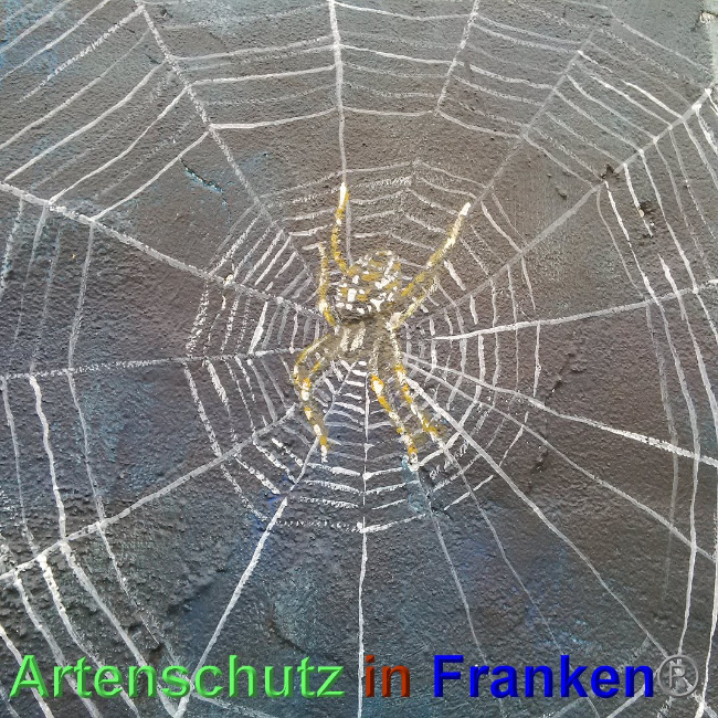 © Artenschutz in Franken® Bild zum Eintrag (1024914-160)