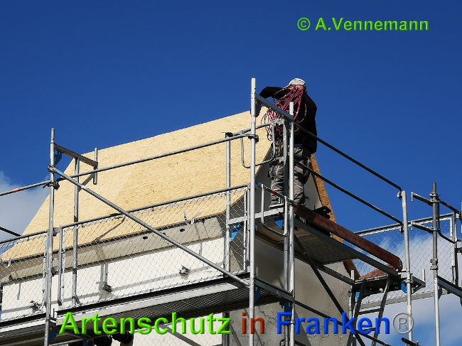 © Artenschutz in Franken® / Vennemann Bild zum Eintrag (1025215-160)