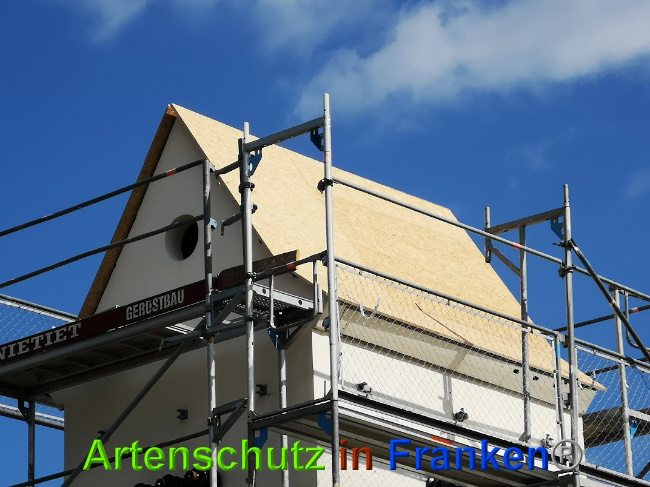 © Artenschutz in Franken® / Vennemann Bild zum Eintrag (1025218-160)