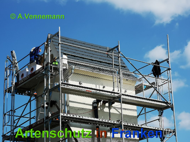 © Artenschutz in Franken® / Vennemann Bild zum Eintrag (1025267-160)